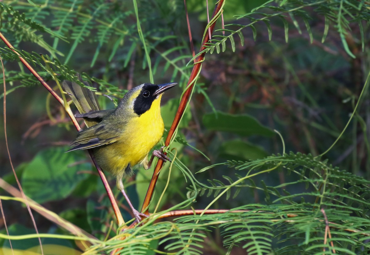 Bahama Yellowthroat - ML29256201