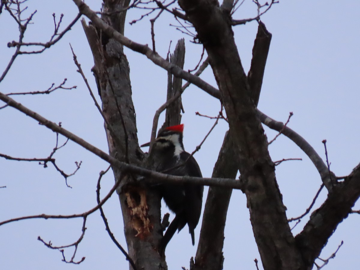 Pileated Woodpecker - ML292564581