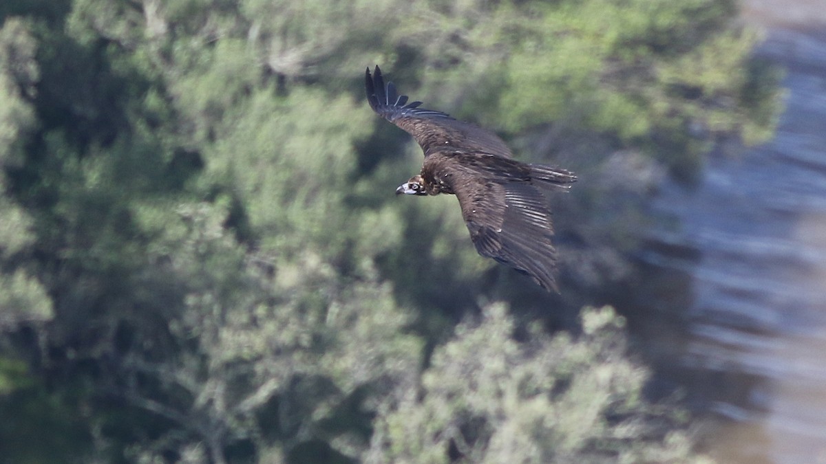 Cinereous Vulture - Daniel Jauvin