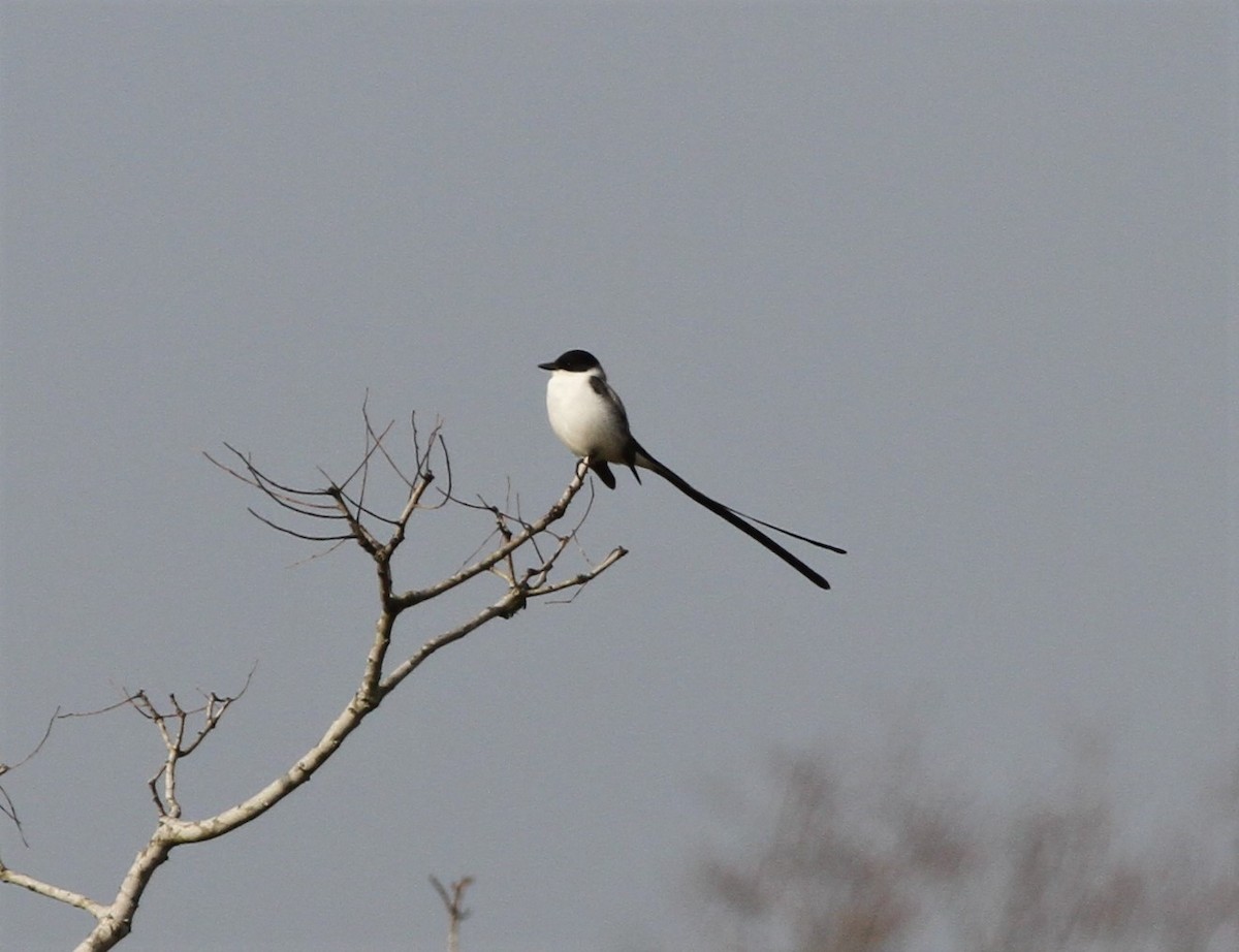 Fork-tailed Flycatcher - ML292565851
