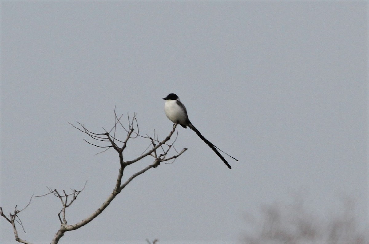 Fork-tailed Flycatcher - ML292565861
