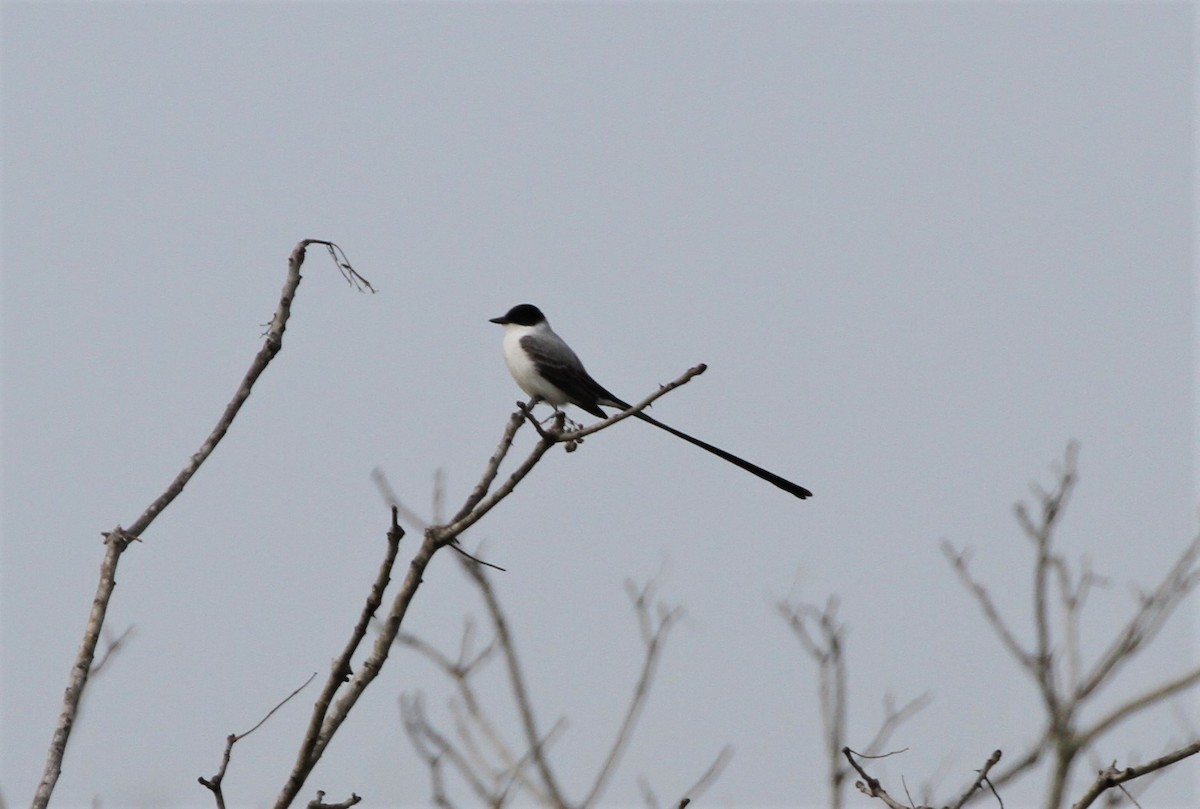 Fork-tailed Flycatcher - ML292565871