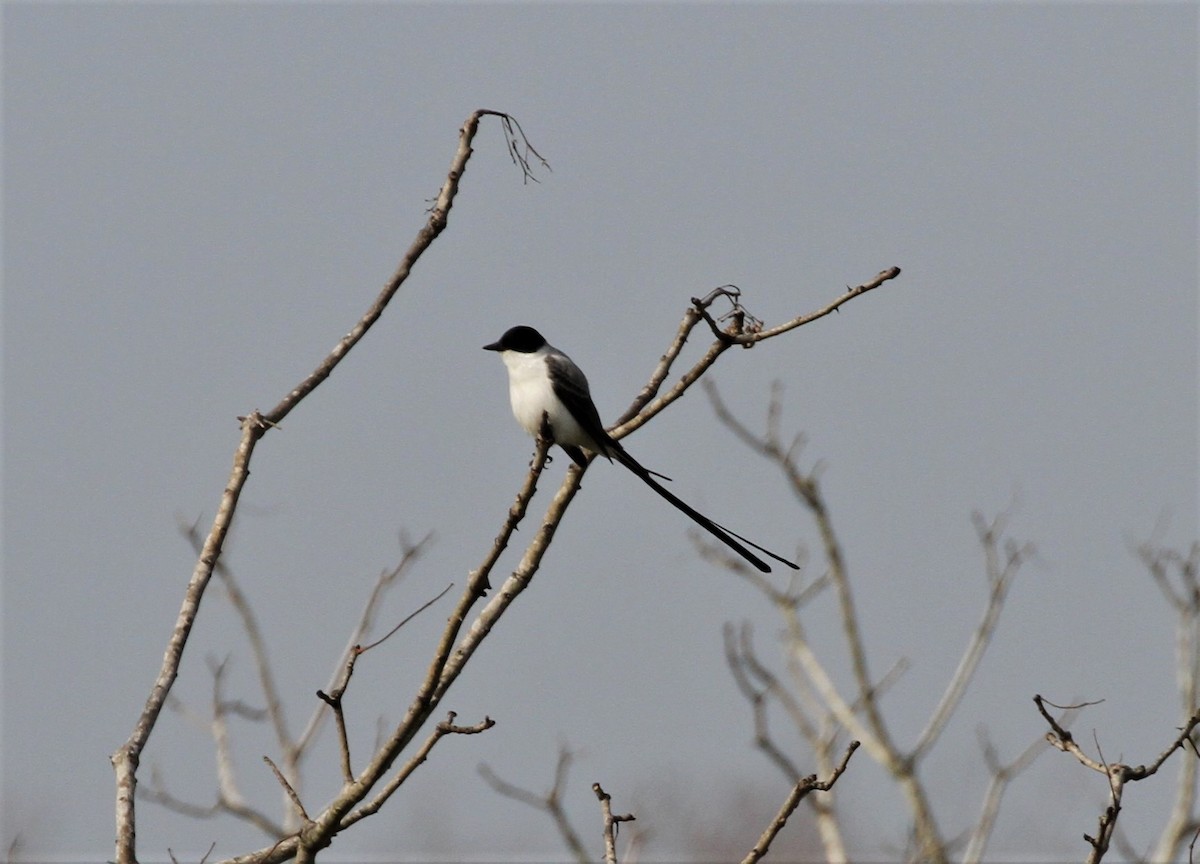 Fork-tailed Flycatcher - ML292565881