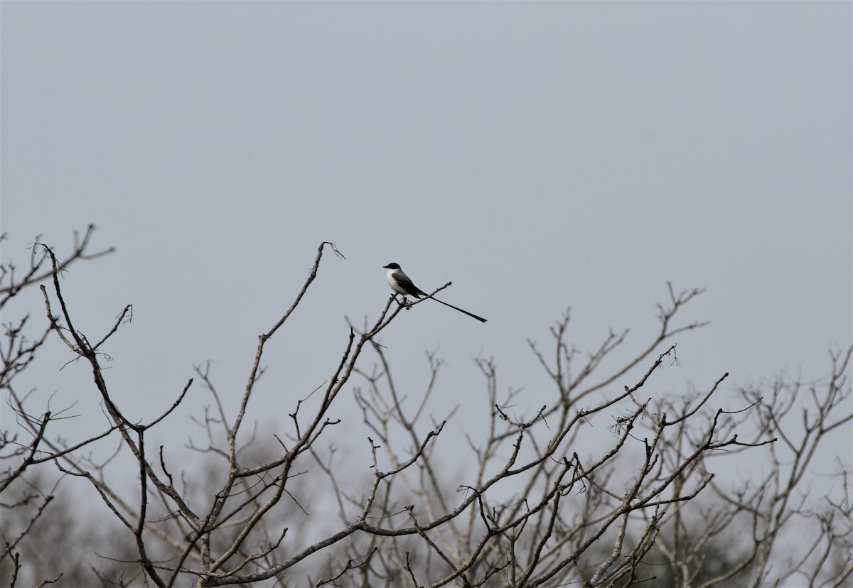 Fork-tailed Flycatcher - ML292565911