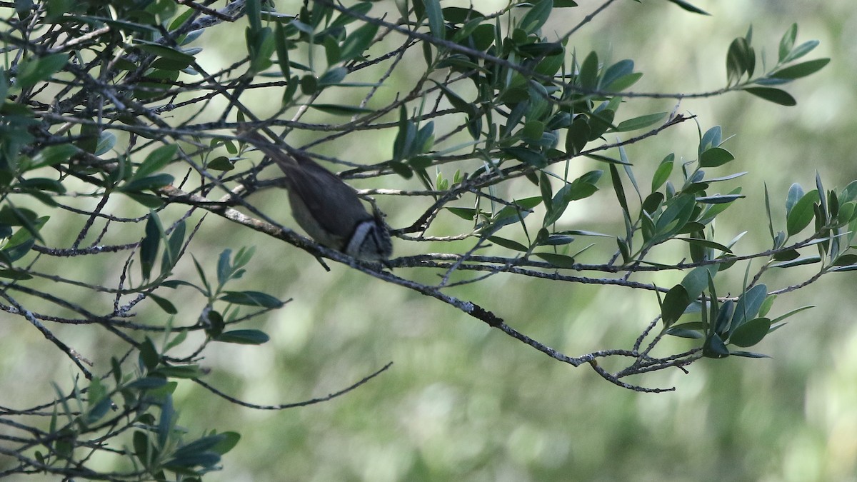Crested Tit - ML29256691