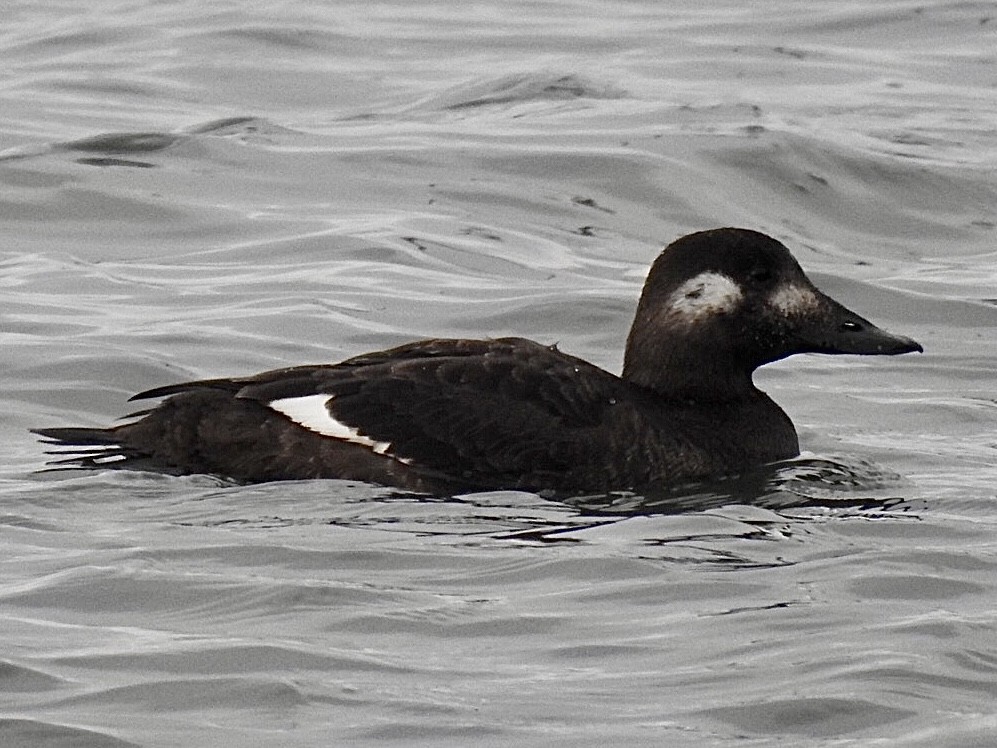 White-winged Scoter - ML292567521