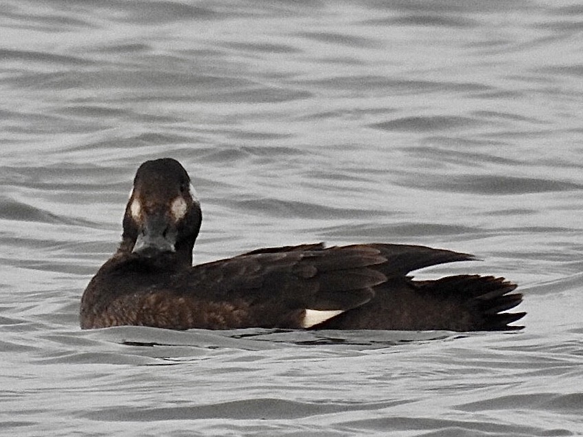 White-winged Scoter - ML292567551