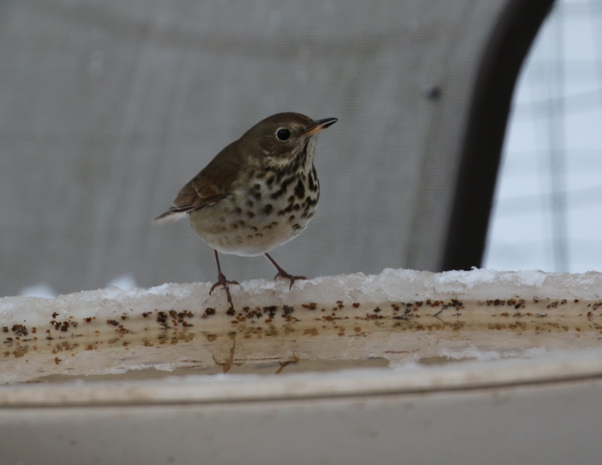 Hermit Thrush - ML292567701