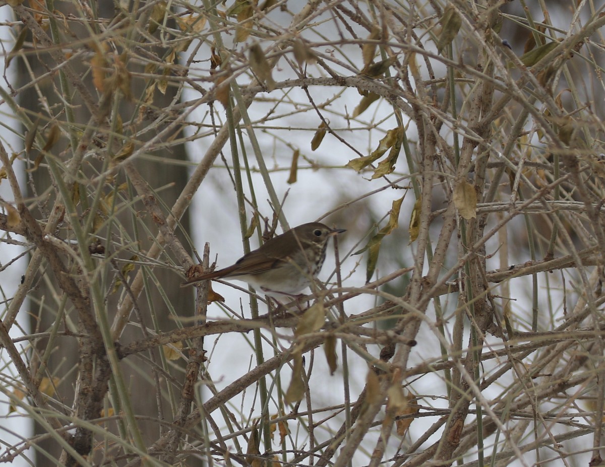 Hermit Thrush - ML292567711