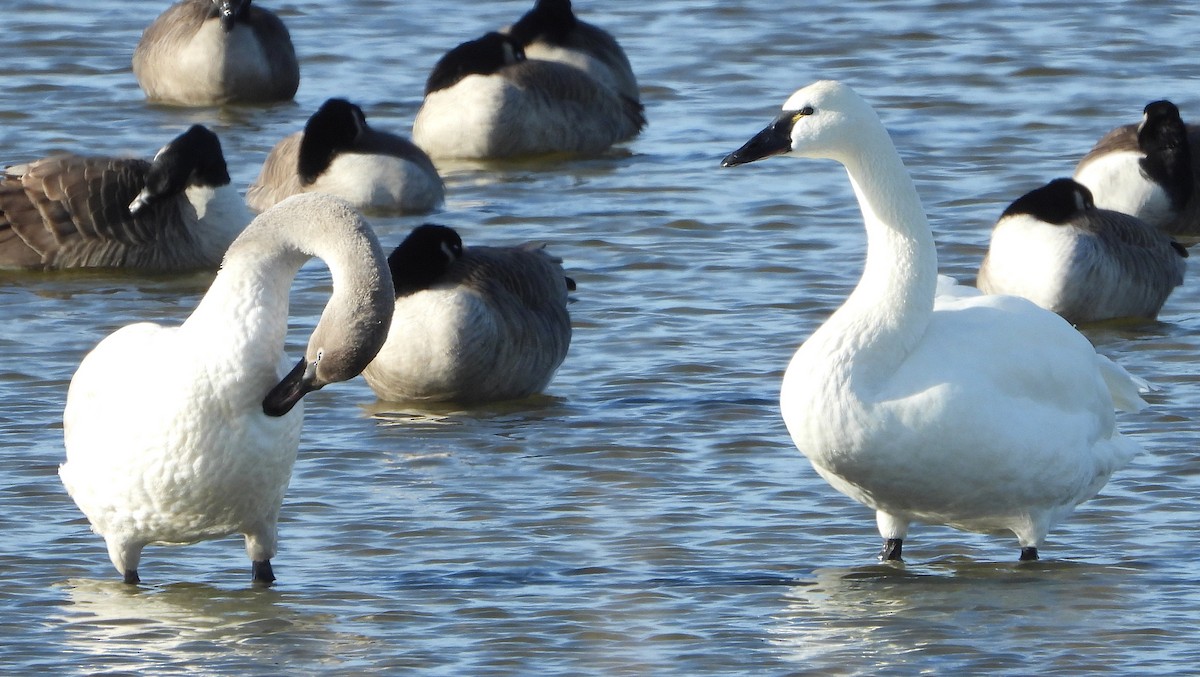 Tundra Swan - Ron Furnish