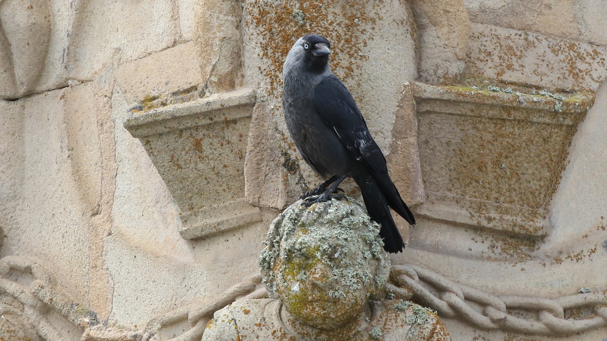 Eurasian Jackdaw - Daniel Jauvin