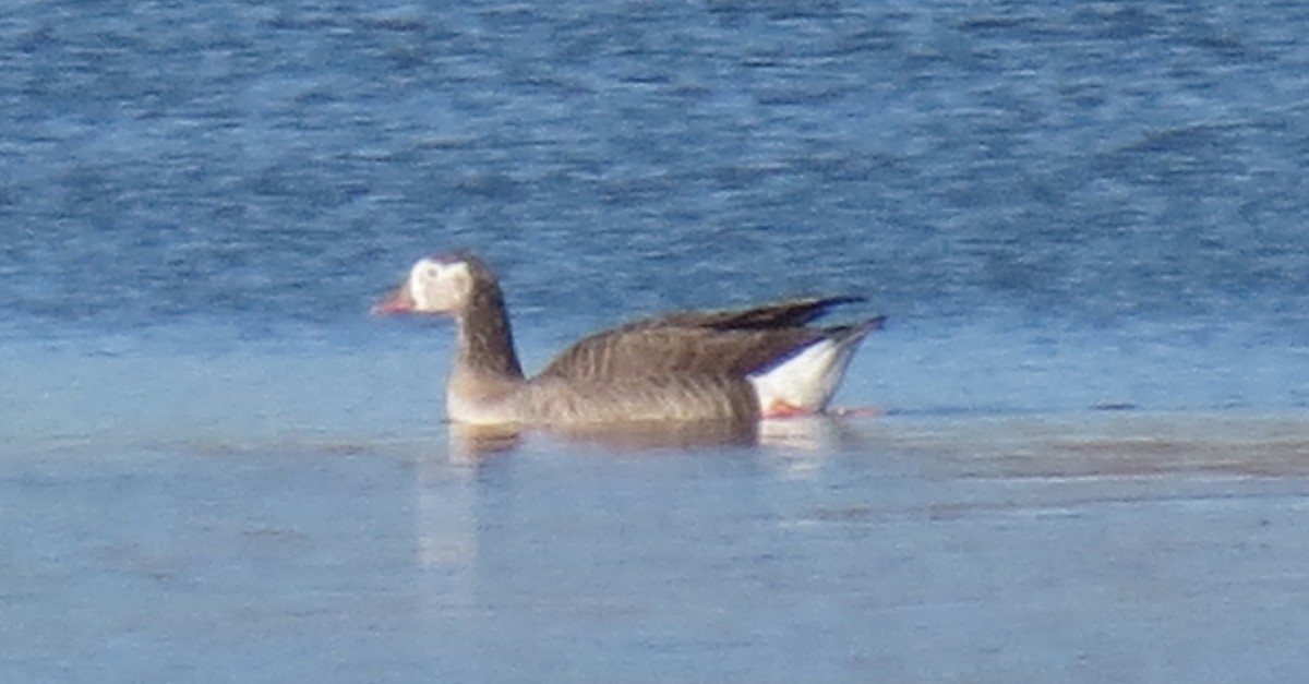 Graylag x Canada Goose (hybrid) - ML292572371