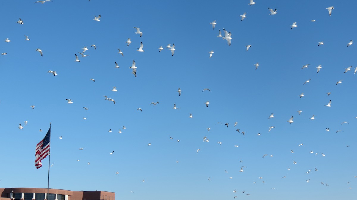 Ring-billed Gull - ML292573251