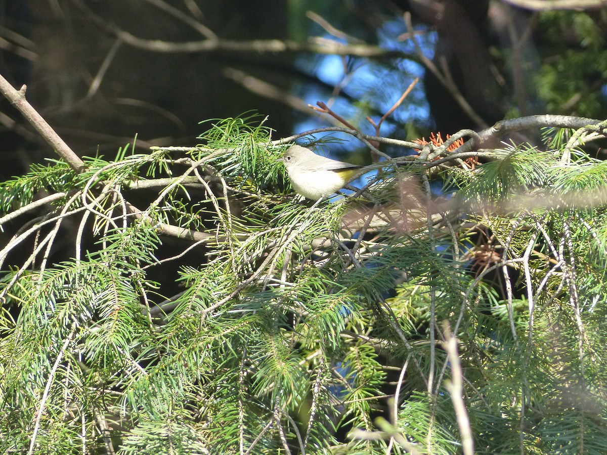 Virginia's Warbler - ML292573611