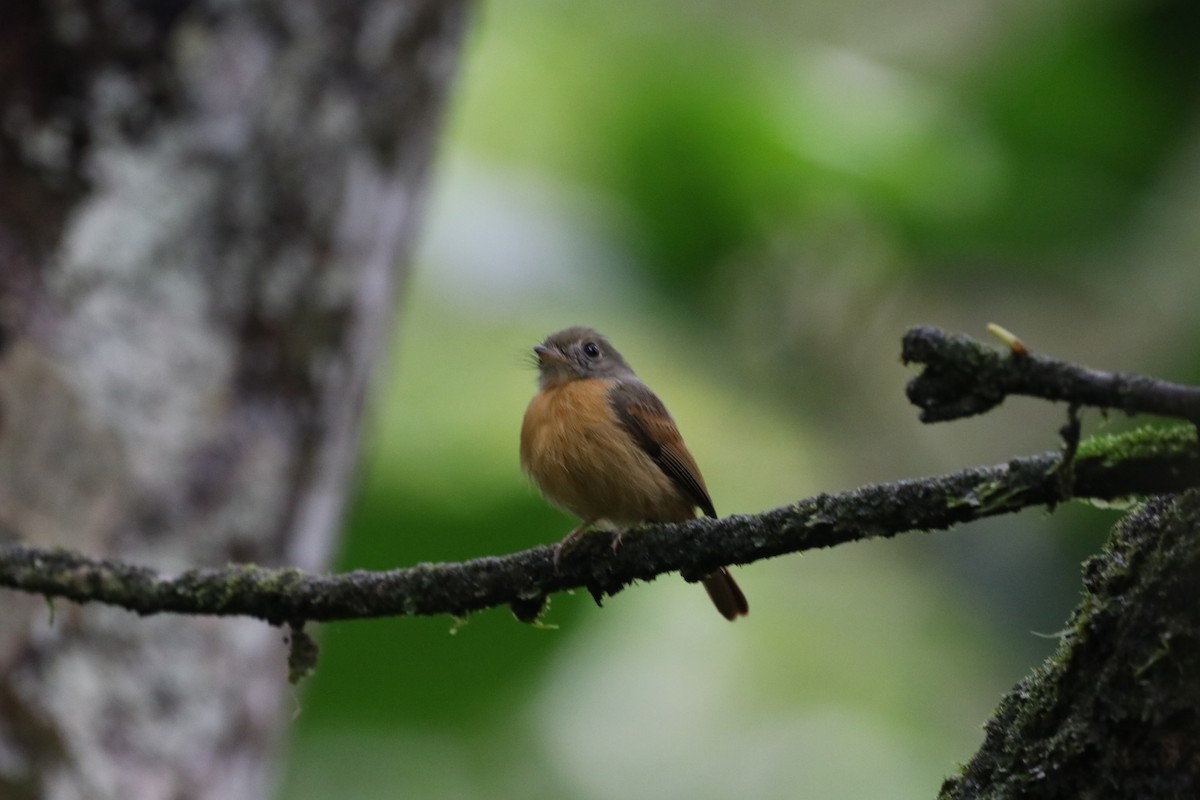 Ruddy-tailed Flycatcher - ML292575341