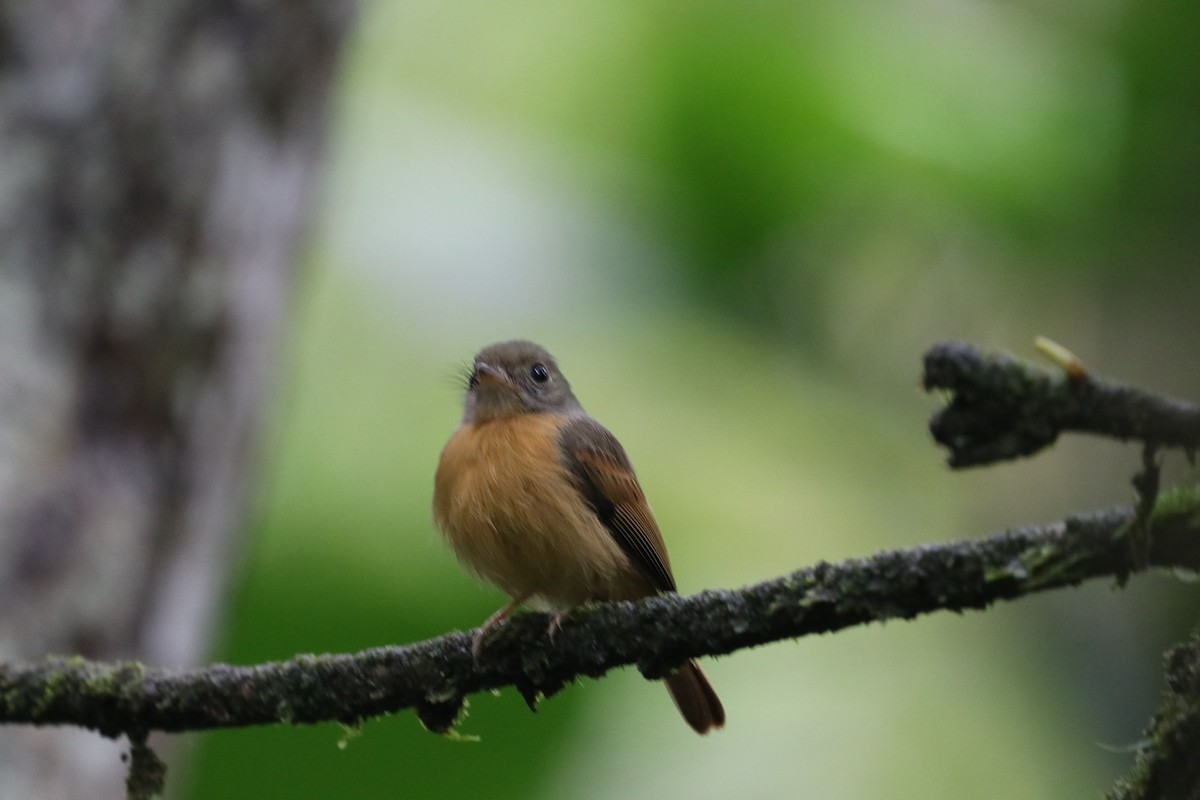 Ruddy-tailed Flycatcher - ML292575381