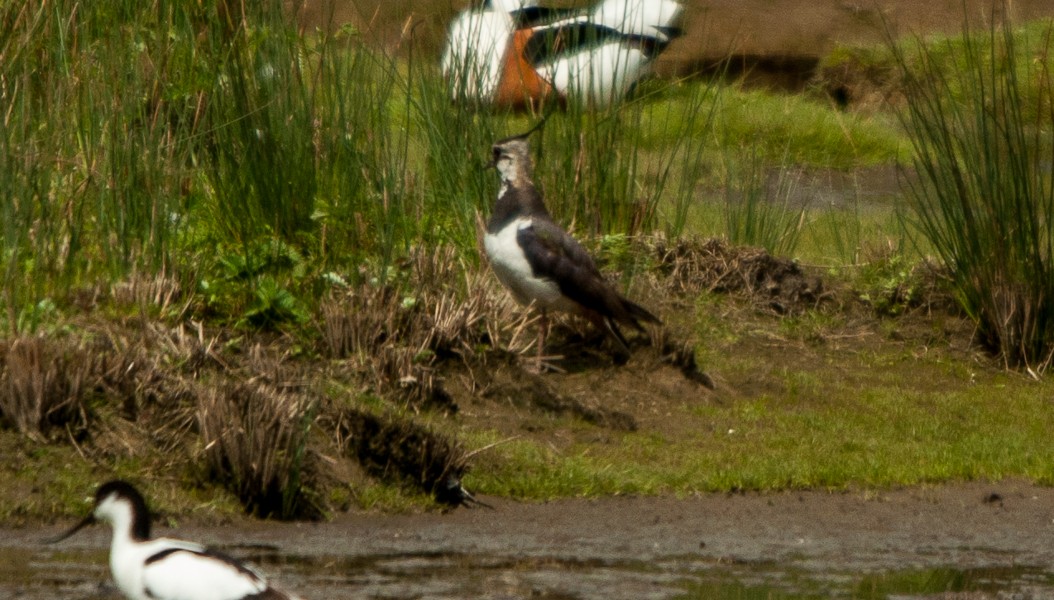 Northern Lapwing - John  Van Doorn