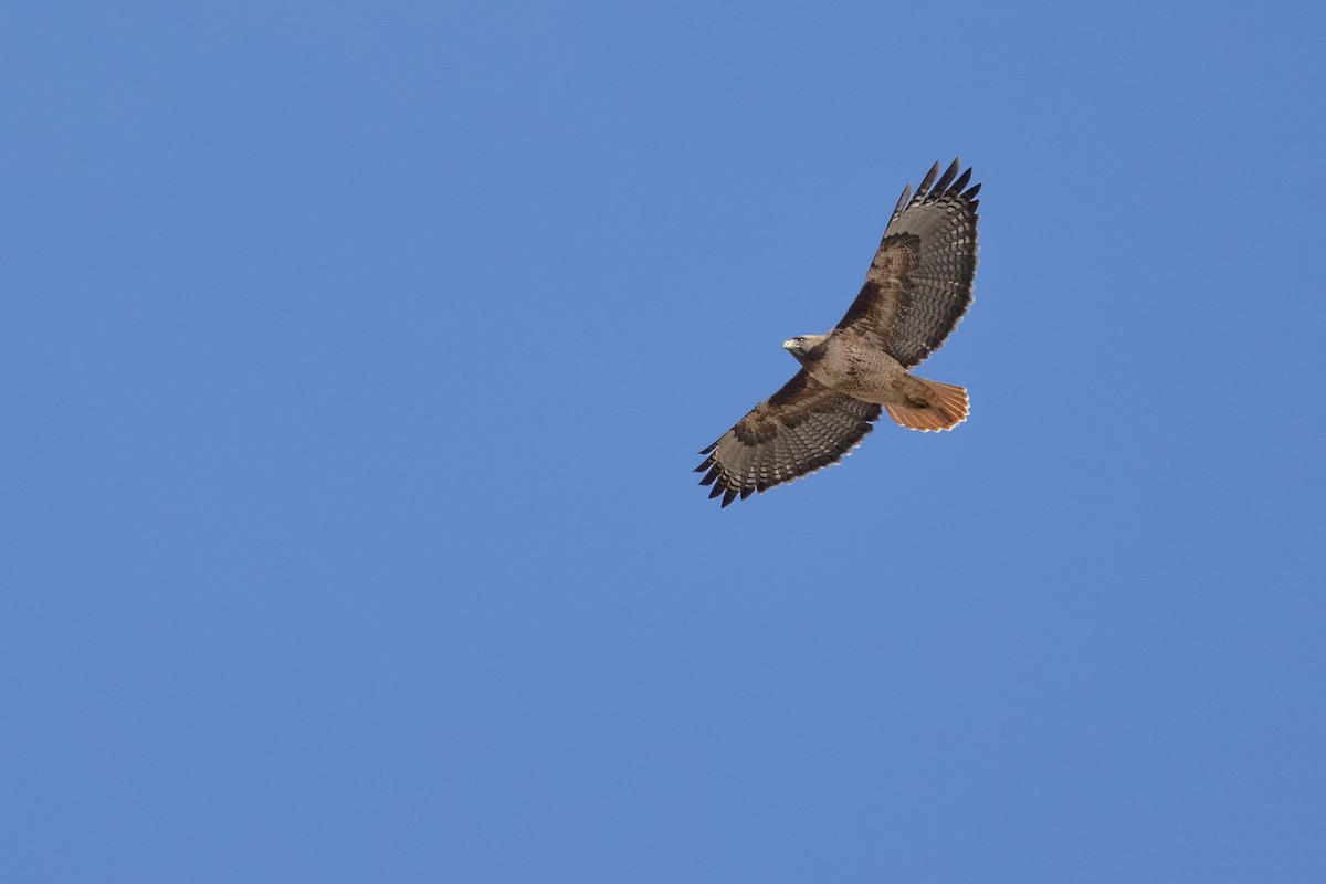 Rotschwanzbussard (calurus/alascensis) - ML292580601