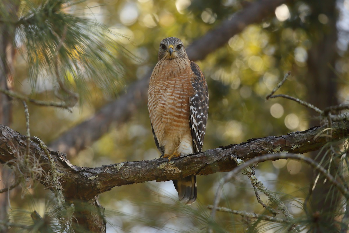 Red-shouldered Hawk (lineatus Group) - ML292582171