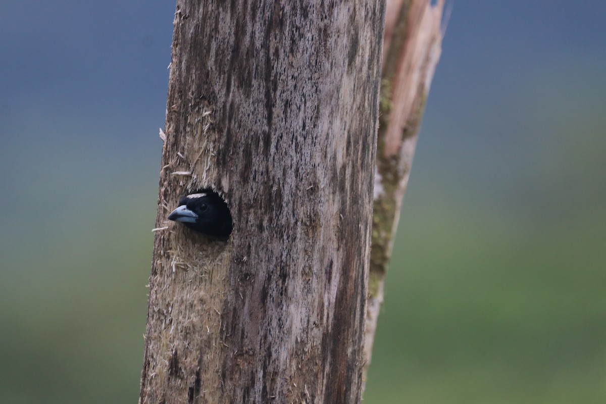 Spot-crowned Barbet - ML292583191