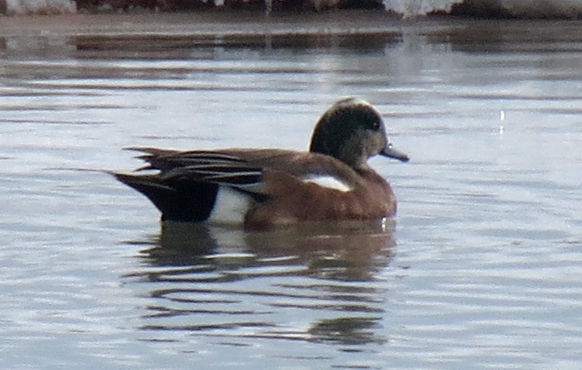 American Wigeon - Kendall Watkins