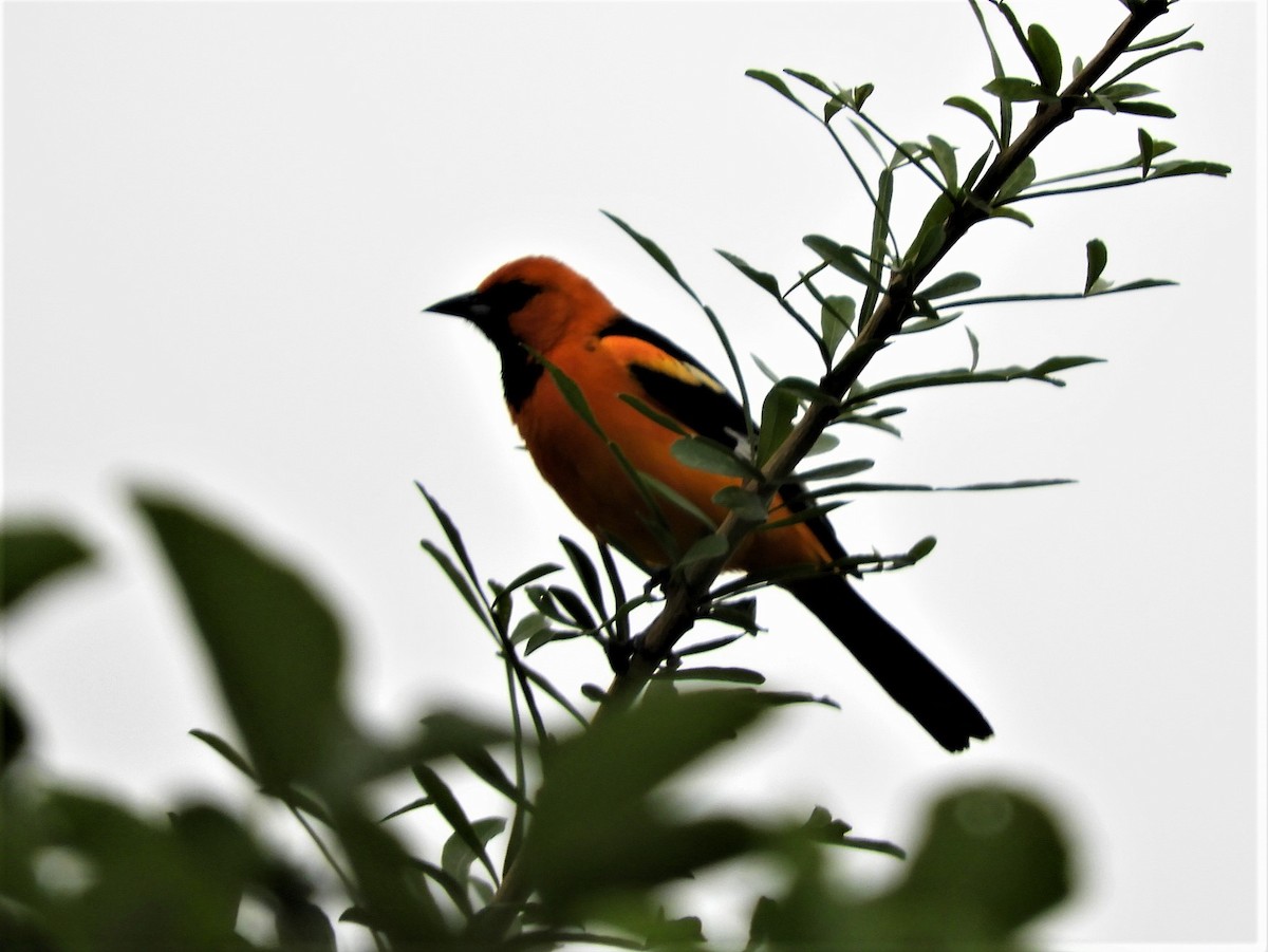 Altamira Oriole - ML292583761