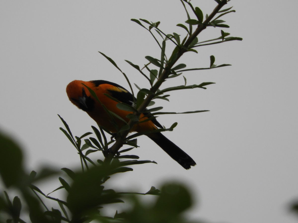 Altamira Oriole - María Eugenia Paredes Sánchez