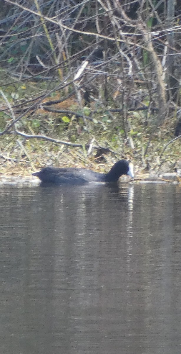 American Coot - ML292586301