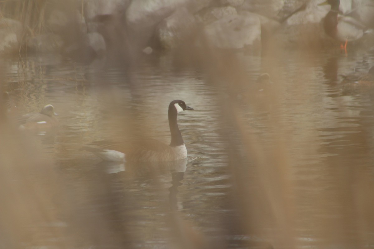 Canada Goose - ML292586891