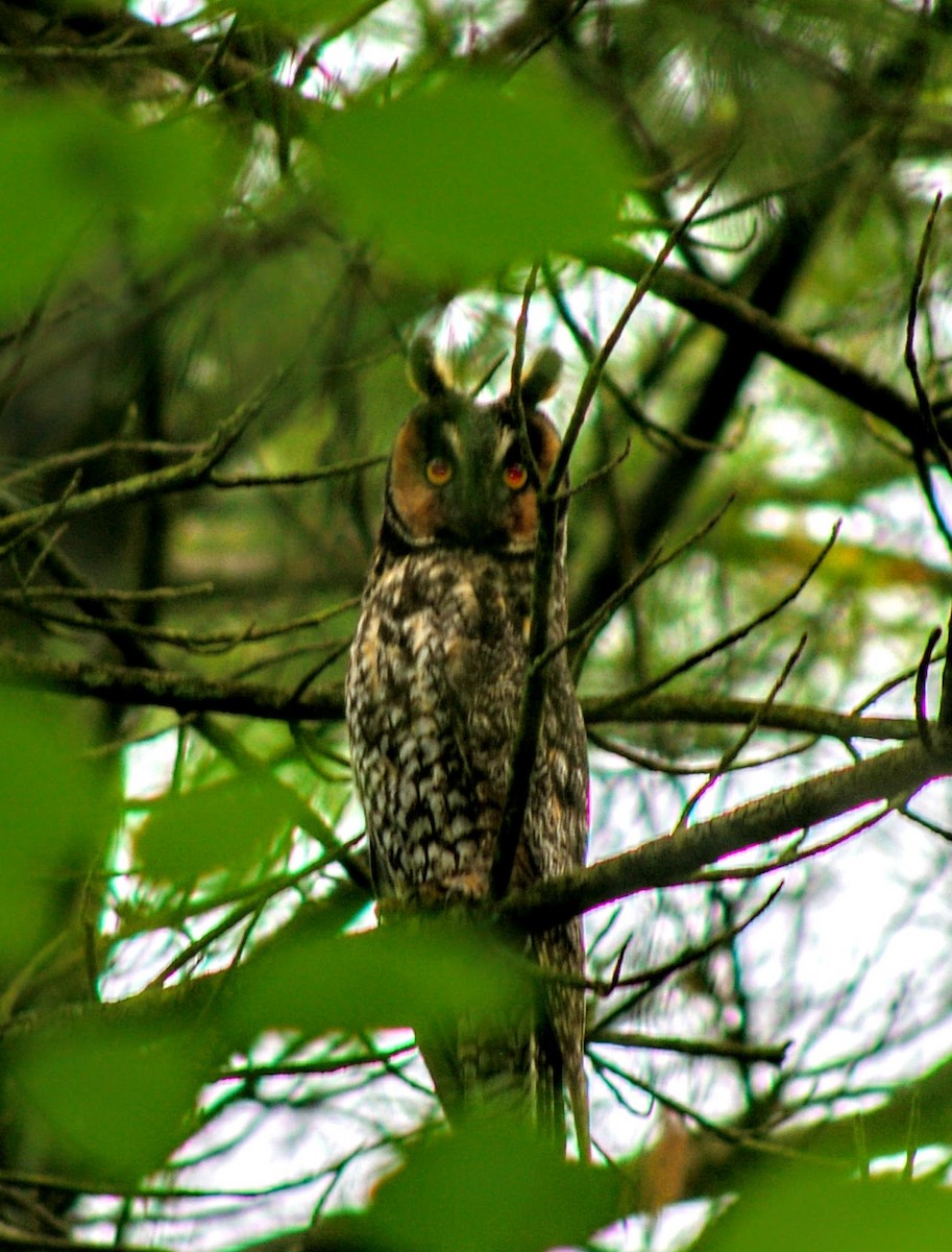 Long-eared Owl (American) - ML292589371