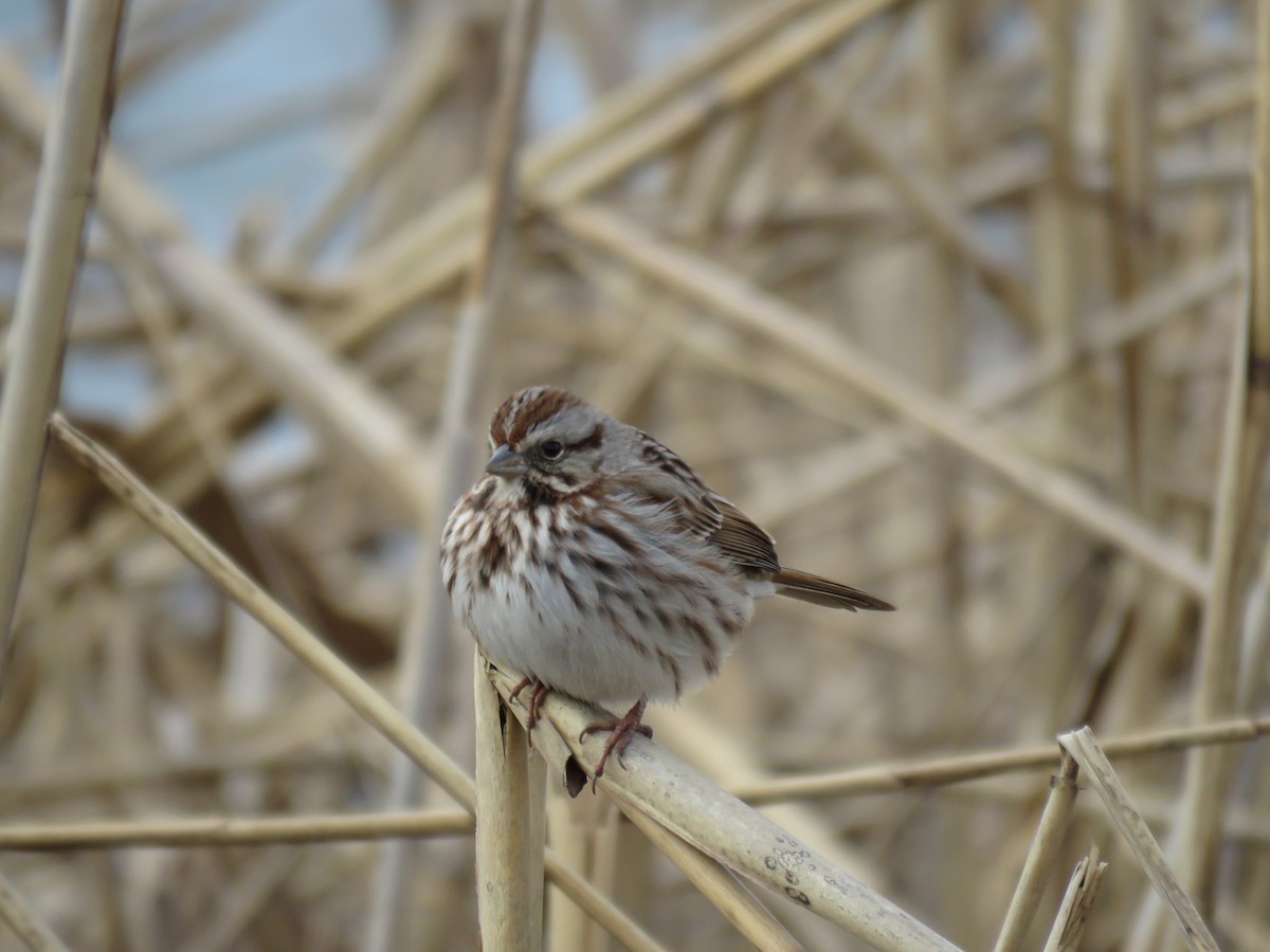 Song Sparrow - ML292589381