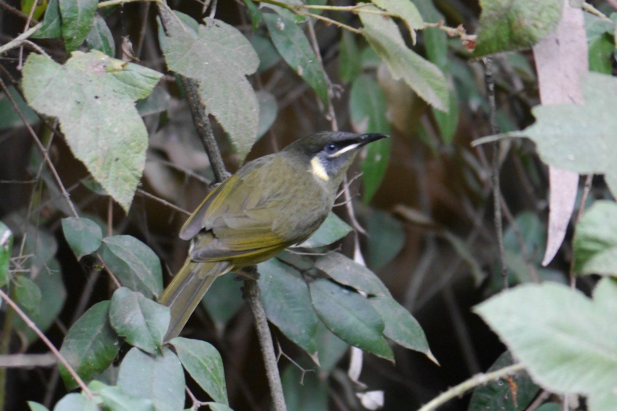 Lewin's Honeyeater - ML29258961