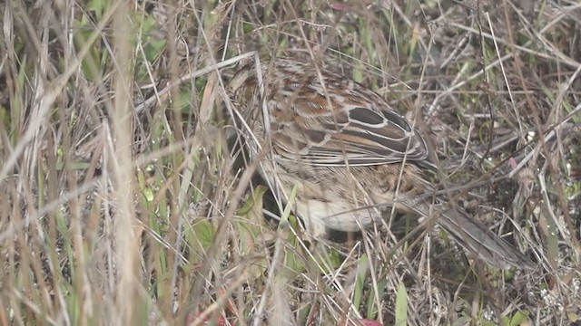 Cassin's Sparrow - ML292589651