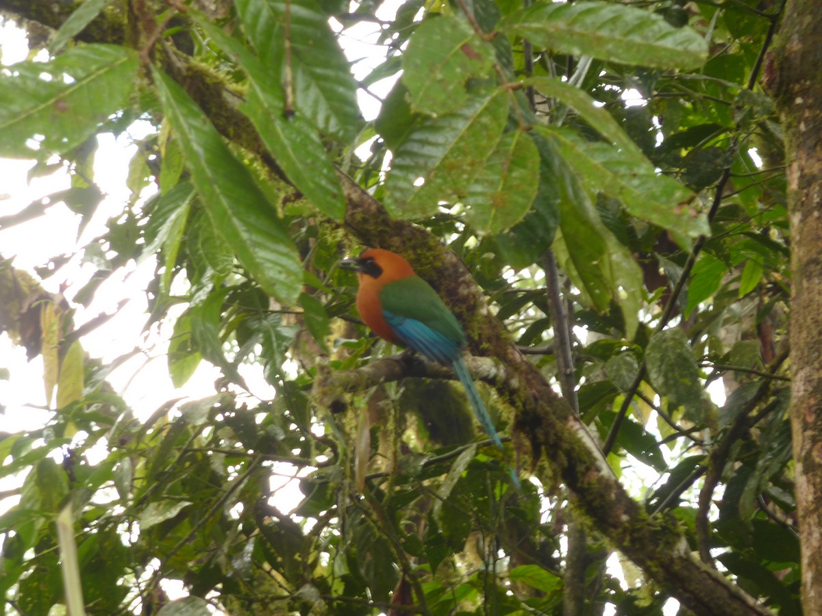 Rufous Motmot - ML292590941