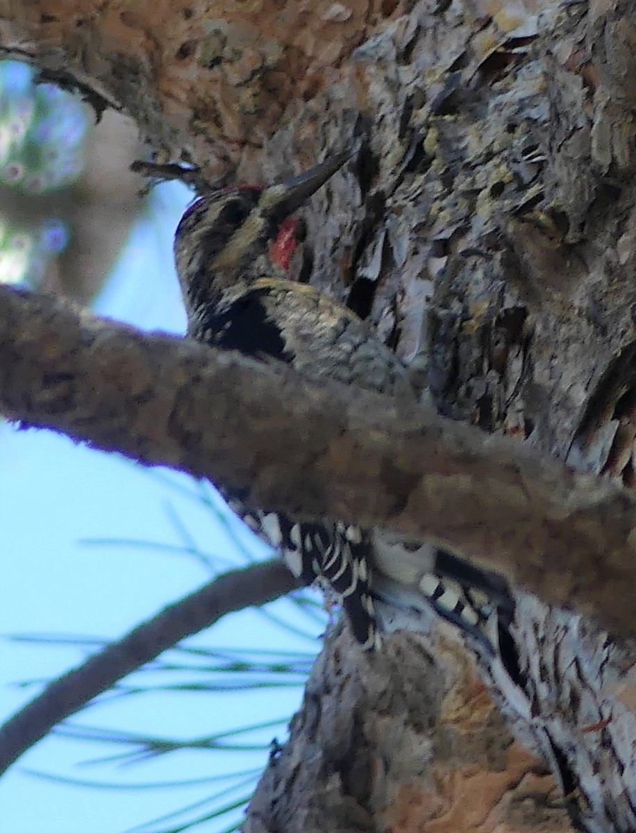 Yellow-bellied Sapsucker - ML292591741