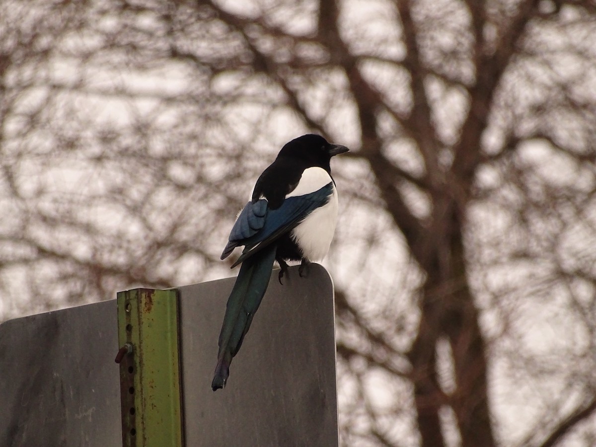 Mika iparramerikarra - ML292592021