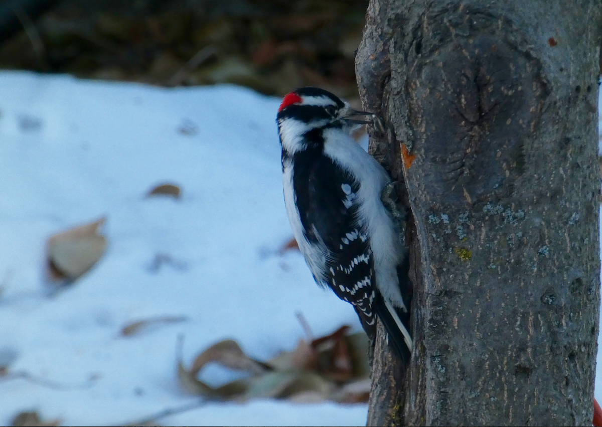 Downy Woodpecker - N Jones