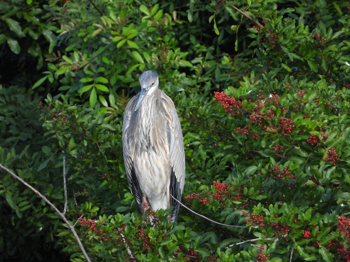 Great Blue Heron - ML292597621