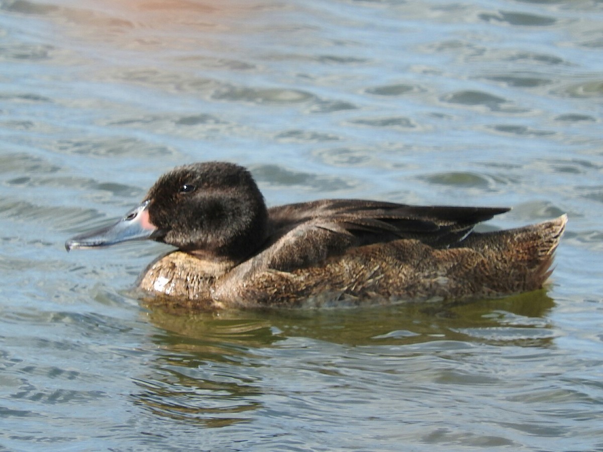 Black-headed Duck - Enrique Chiurla