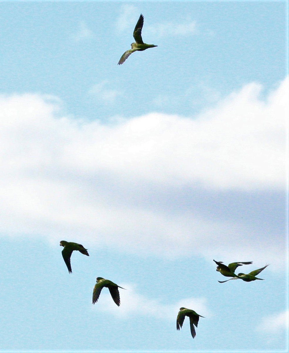 Pacific Parakeet - ML292599911