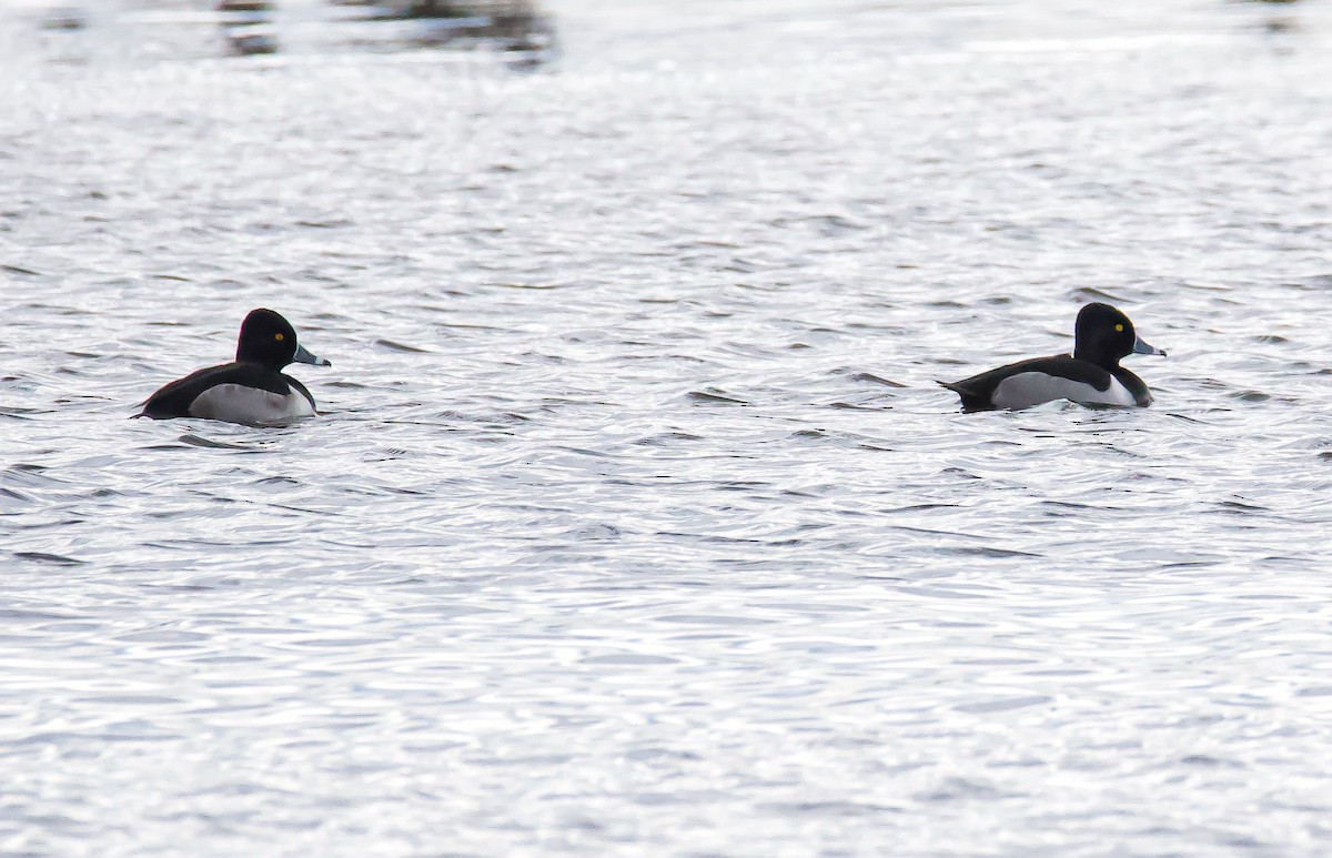 Ring-necked Duck - Matt Mason