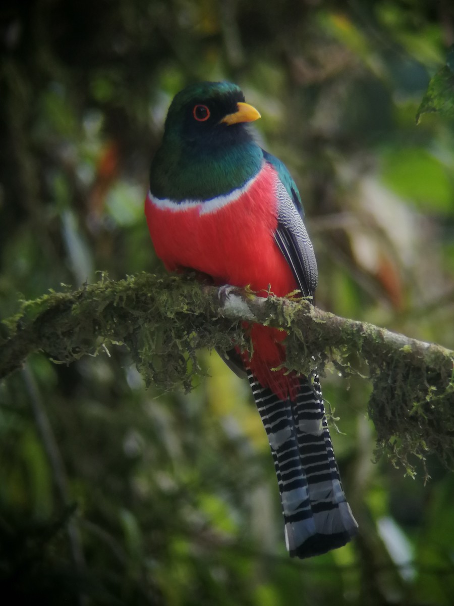 Collared Trogon - ML292602741