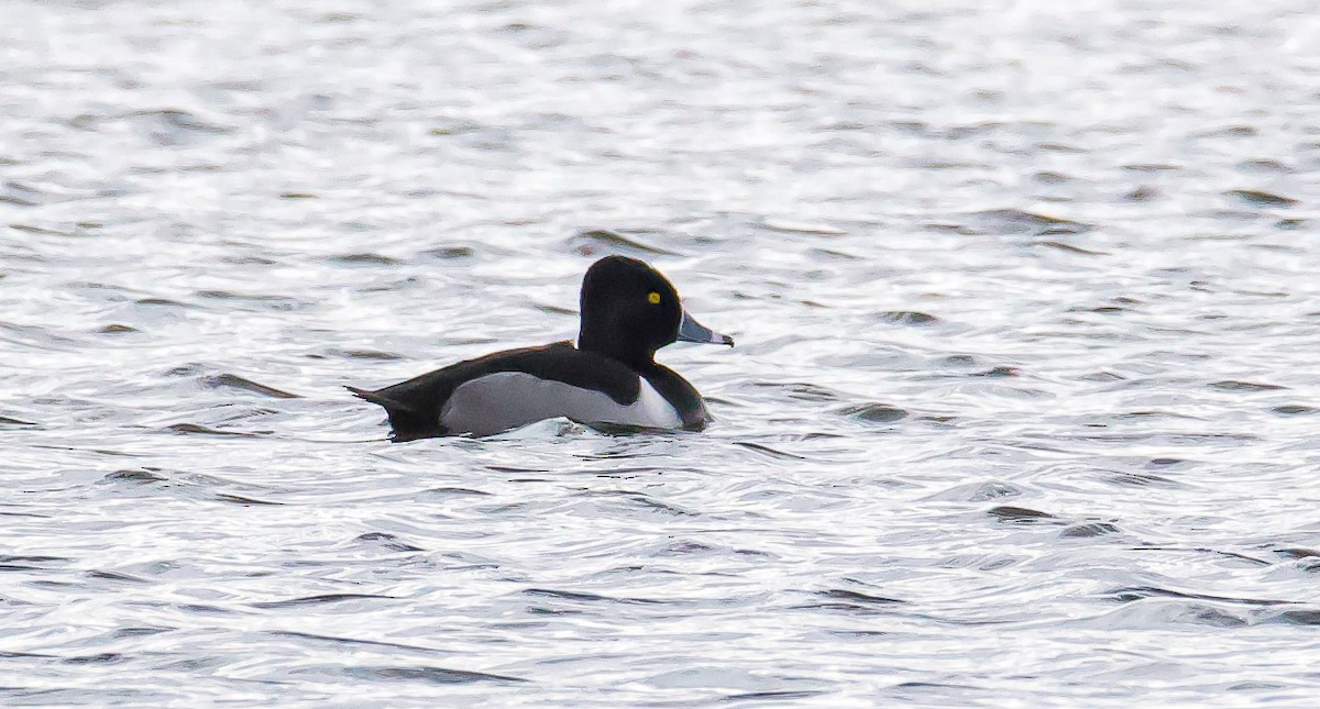 Ring-necked Duck - Matt Mason