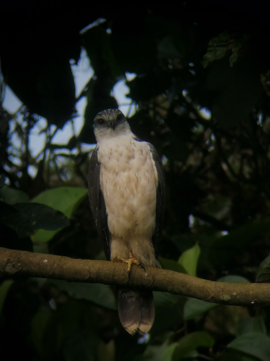 Gray-backed Hawk - ML292602951