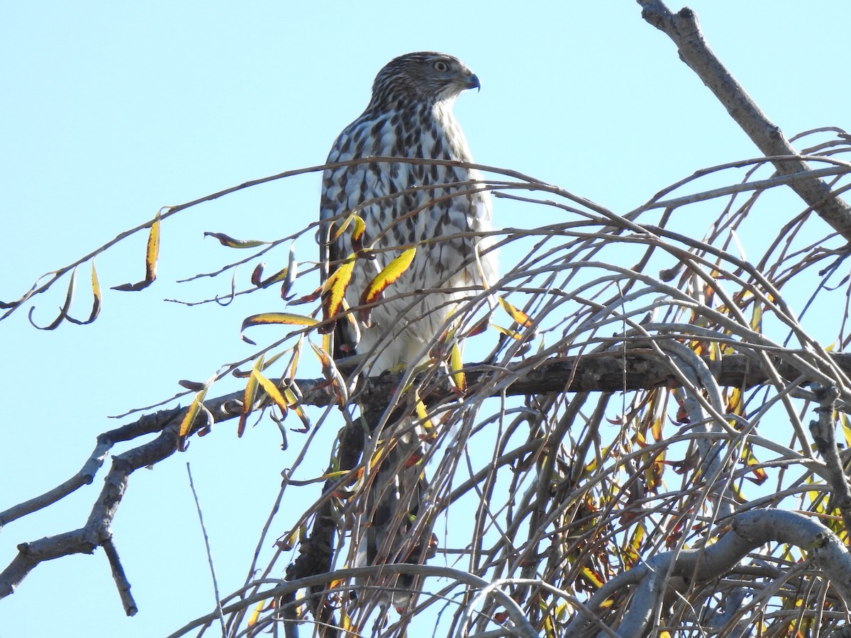 Cooper's Hawk - ML292603721