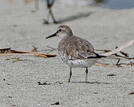 Red Knot - Paul  Griffiths