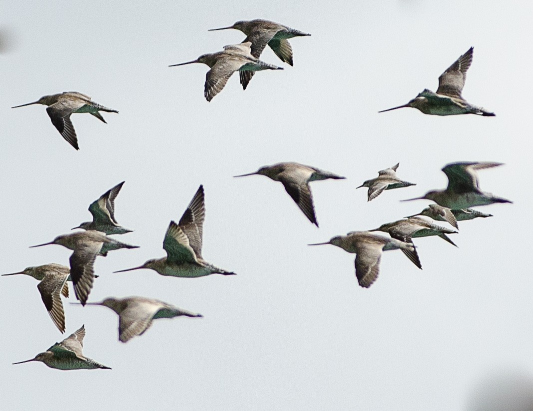 Red Knot - ML292604981