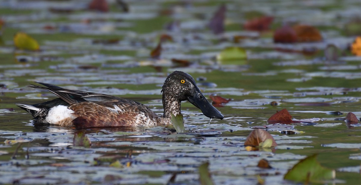 Northern Shoveler - Simon Kiacz