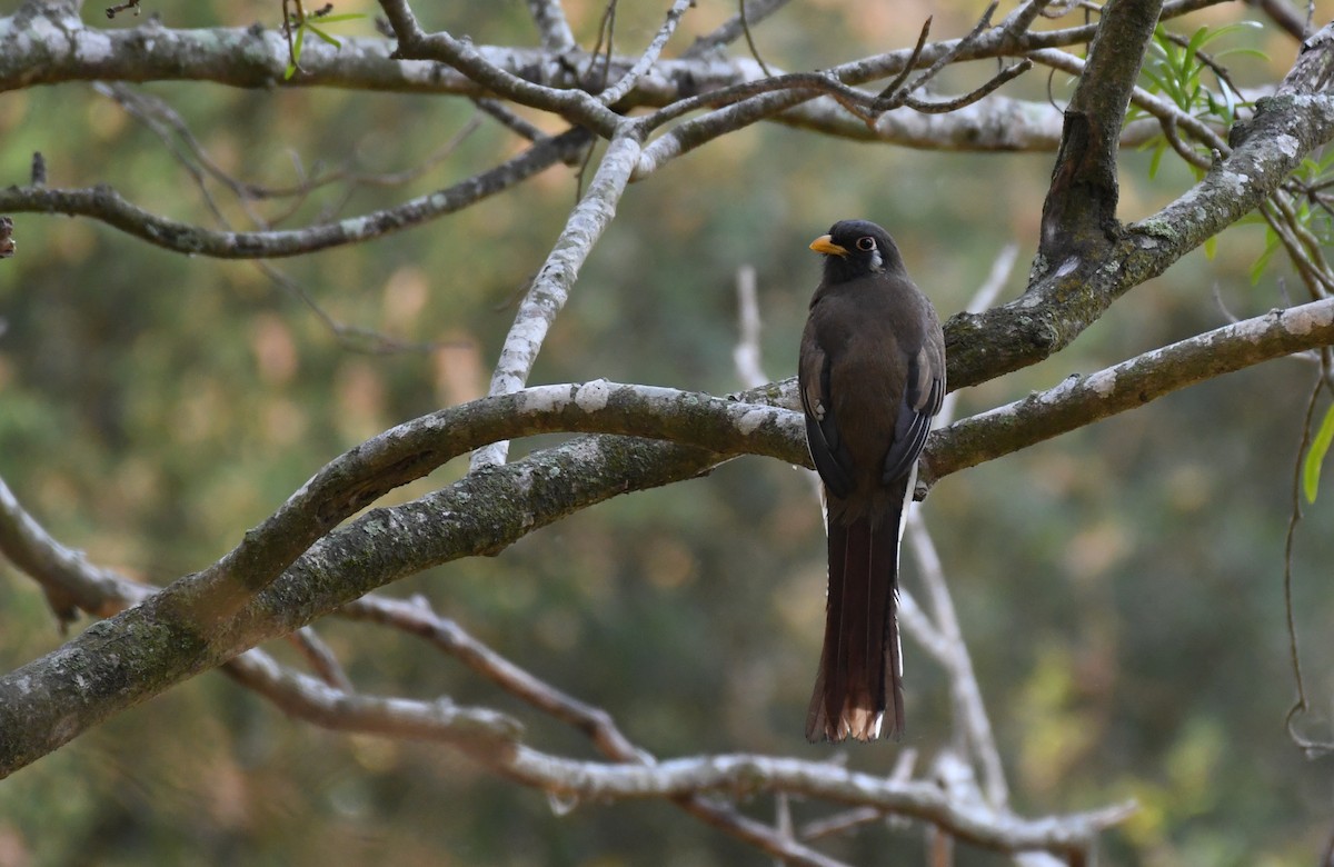 Elegant Trogon - Simon Kiacz