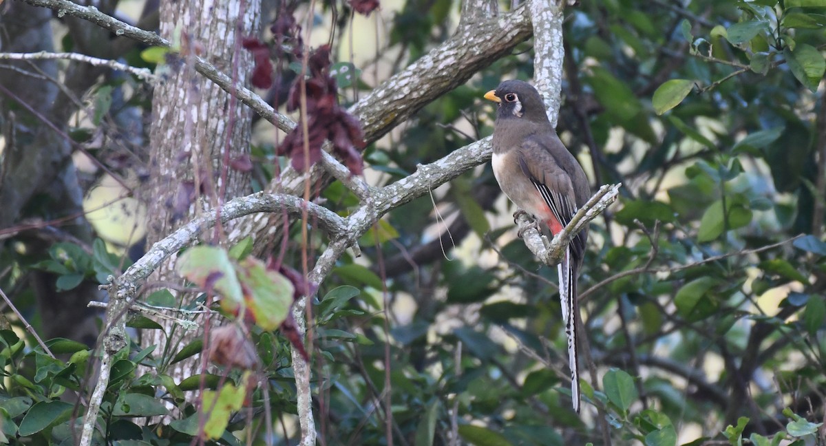 Elegant Trogon - Simon Kiacz